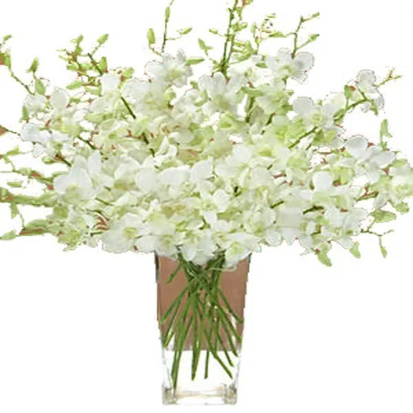 Astonishing White Orchid