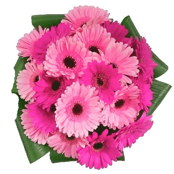 Custom Pink Gerbera