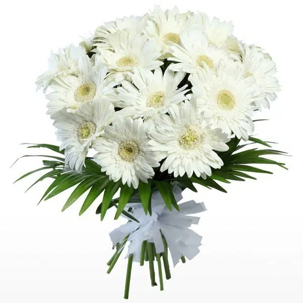 Custom White Gerbera