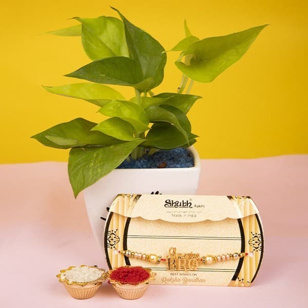 Golden Money plant with Designer Bro Rakhi Combo