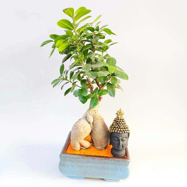 Bonsai Plant with Buddha Idol