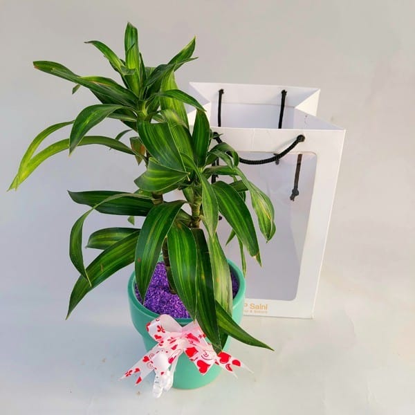Outdoor Plants Online Buy Outdoor Plants Online Faridabad Near By Me