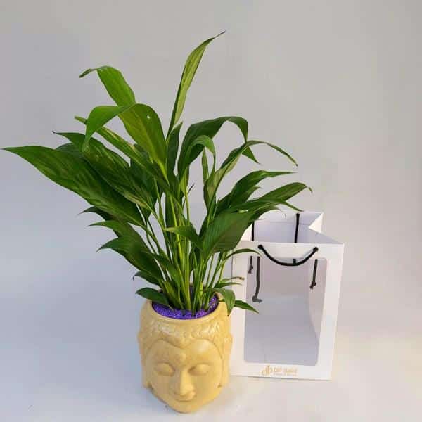 Peace Lilly Indoor Plant