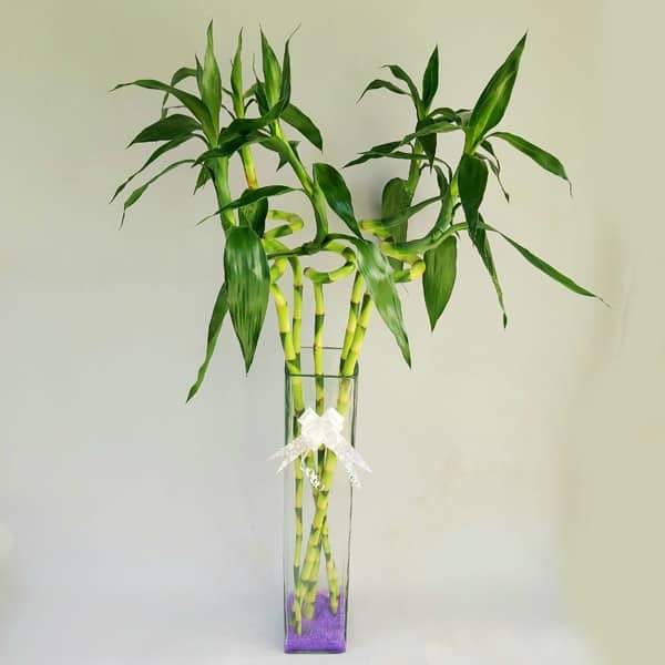 Lucky 5 Stick Bamboo Plant
