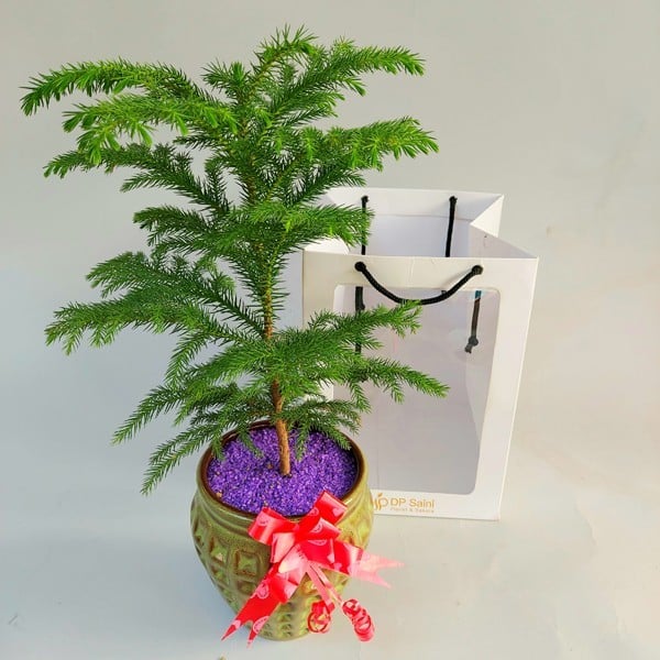 Christmas Tree Plant