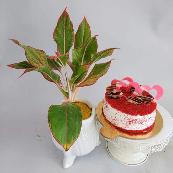 Aglaonema Plant with Red Velvet Cake