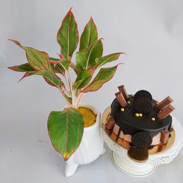 Aglaonema Plant with Oero Kitkat Cake