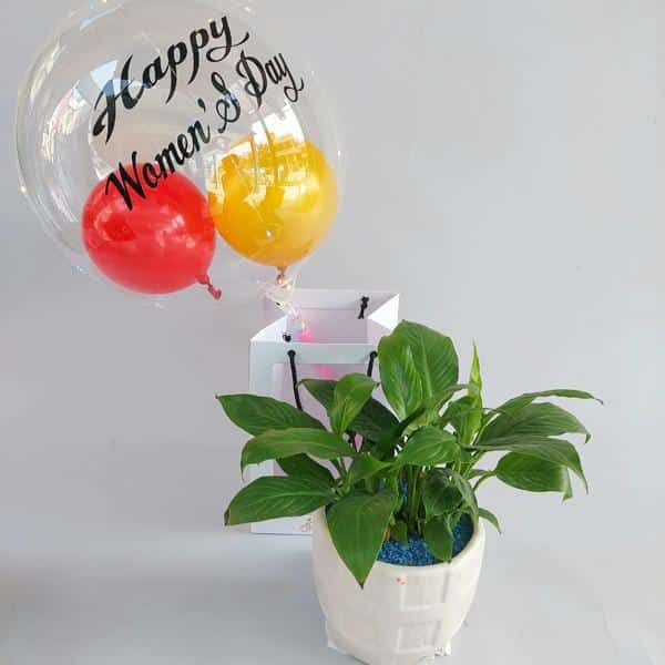 Peace Lilly Plant with Air Balloon