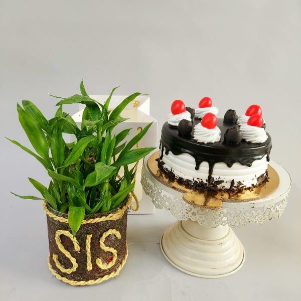 Lucky Bamboo Plant (SIS) with Cake