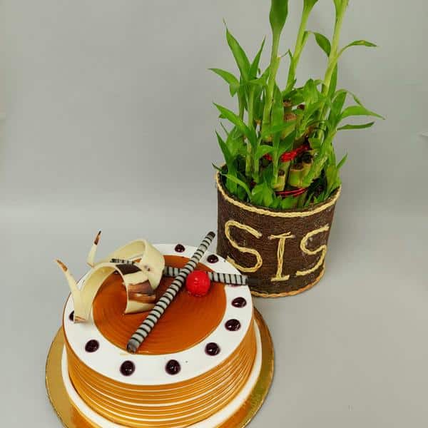 Lucky Bamboo (SIS) with Cake