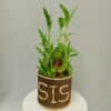 Lucky Bamboo Plant (SIS)