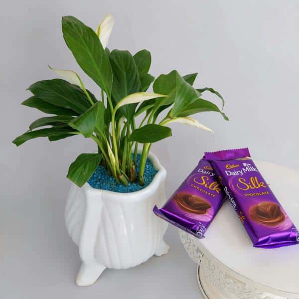 Peace Lily Plant with Chocolate