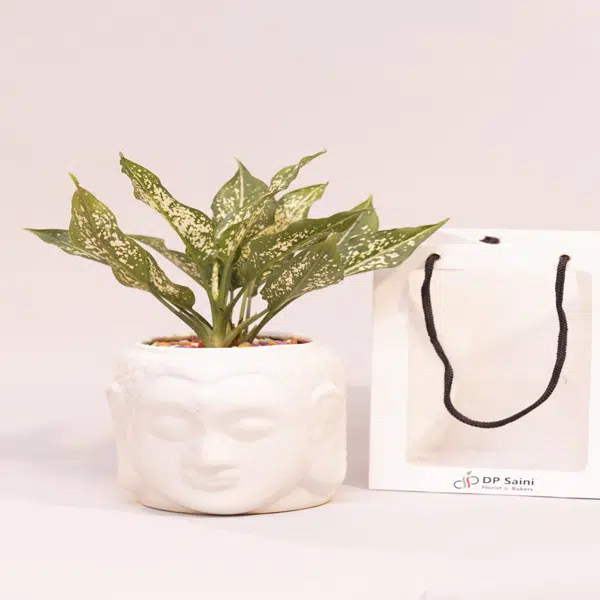 Aglaonema Plant in Buddha Pot