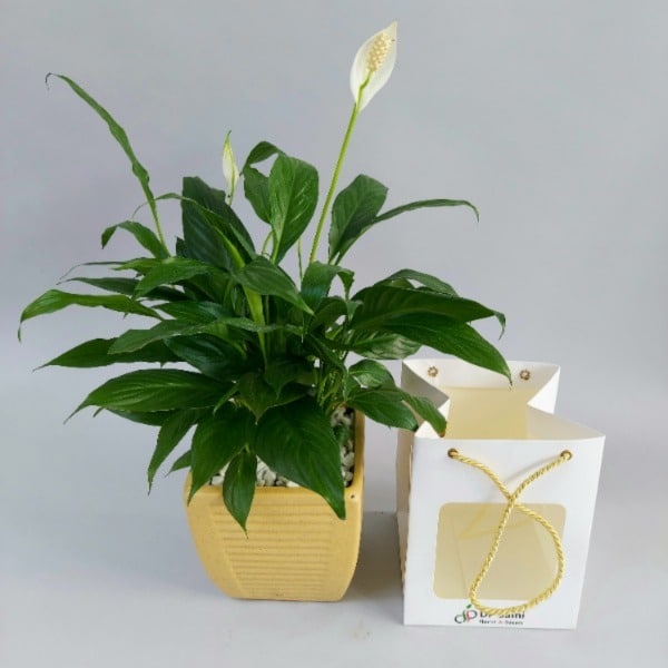 Peace Lily Plant Ceramic Pot