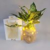 Aglaonema plant