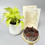 Money Plant with Cake