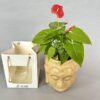 Anthurium Plant in Buddha Pot