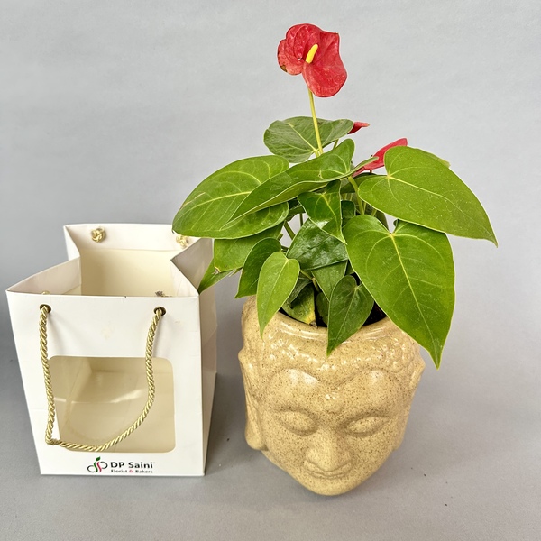 Anthurium Plant in Buddha Pot