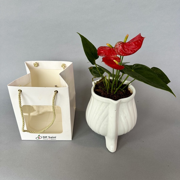 Anthurium Plant in White Pot