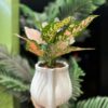 Aglaonema Plant in Pot