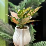 Aglaonema Plant in Pot