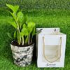 Zamia Plant (ZZ)