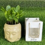 Zamia Plant (ZZ) in  Buddha Pot