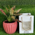Aglaonema Dud Anyamanee