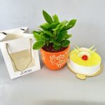 Zamia Plant (ZZ) with Cake