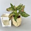 Aglaonema Anyamanee Plant in Buddha Pot