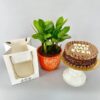 Chocolate Cake with Zamia Plant (ZZ)