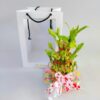 3 layer bamboo plant