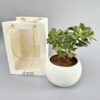 Crassula indoor plant