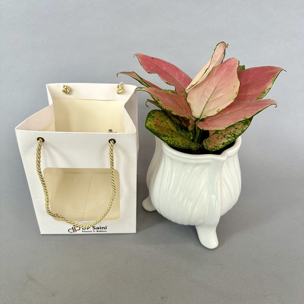 Aglaenema pink valentine indoor plant