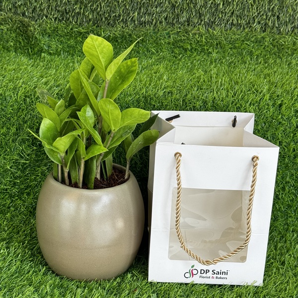 Zamia indoor plant