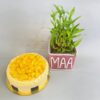 Combo of Plant & Cake