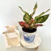 Aglaonema Plant