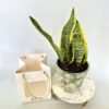 Sansevieria Plant in Imported Plastic Pot