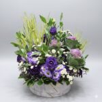 Estoma & Brasica in Box