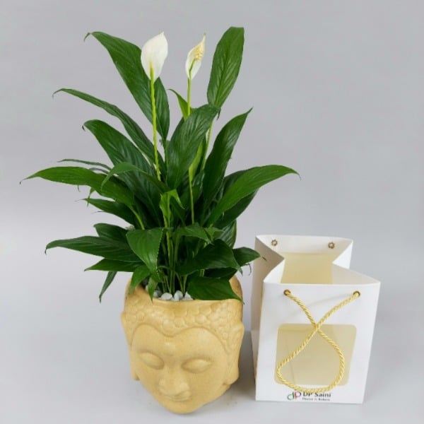 Peace Lilly Plant in Buddha Pot Pease Lilly Plant