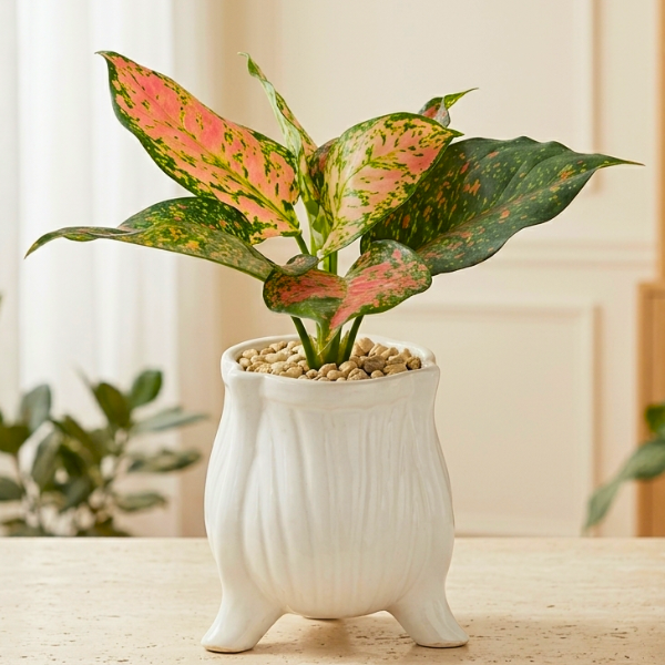 Indoor Plants Indoor Plants