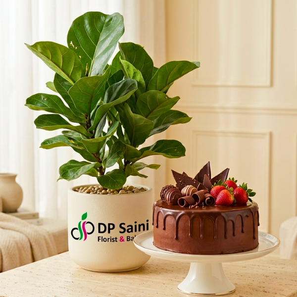 Plant With Cake Plant With Cake